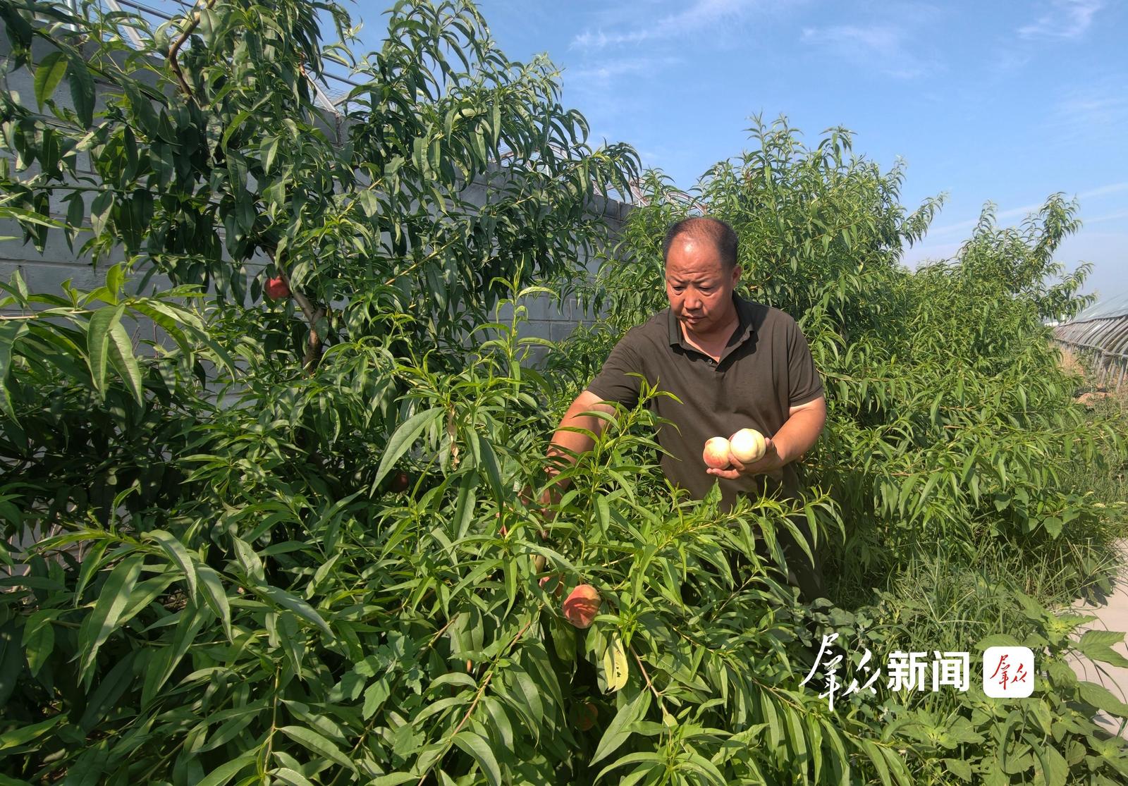 7月9日一大早,渭南市华州区大圣桃缘农业发展有限公司负责人徐纲查看蜜桃长势。