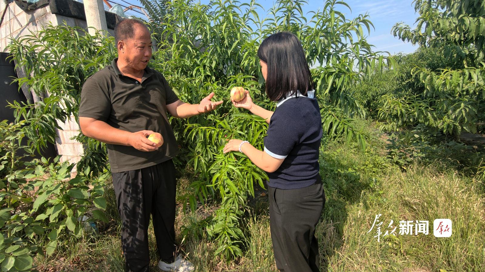 徐纲(左)向前来进行投后服务的陕西省农业信贷融资担保有限公司渭南分公司业务经理陈晓琼分享蜜桃种植经验。